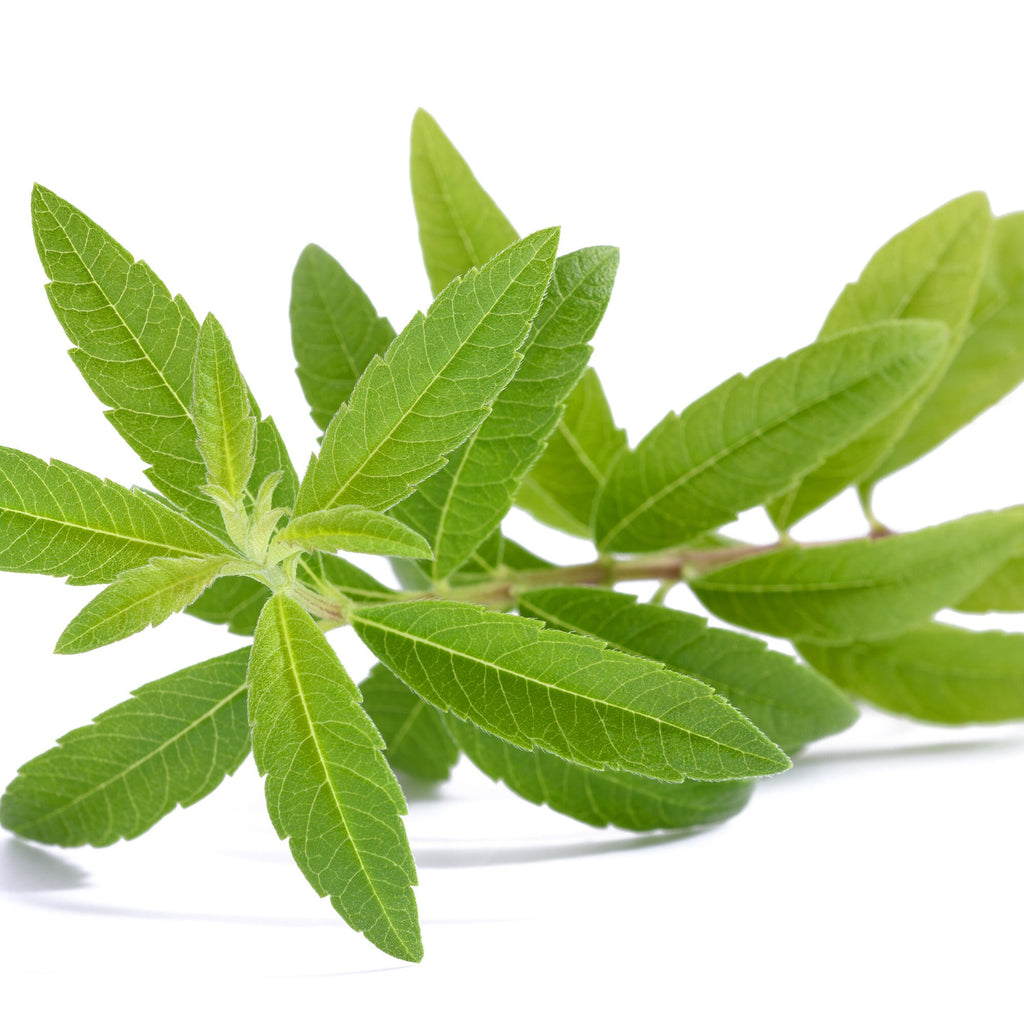 Organic Lemon Verbena
