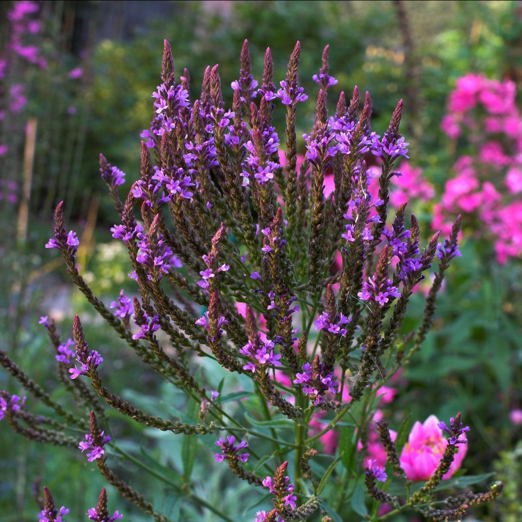 Organic Blue Vervain Herb - Verbena hastata