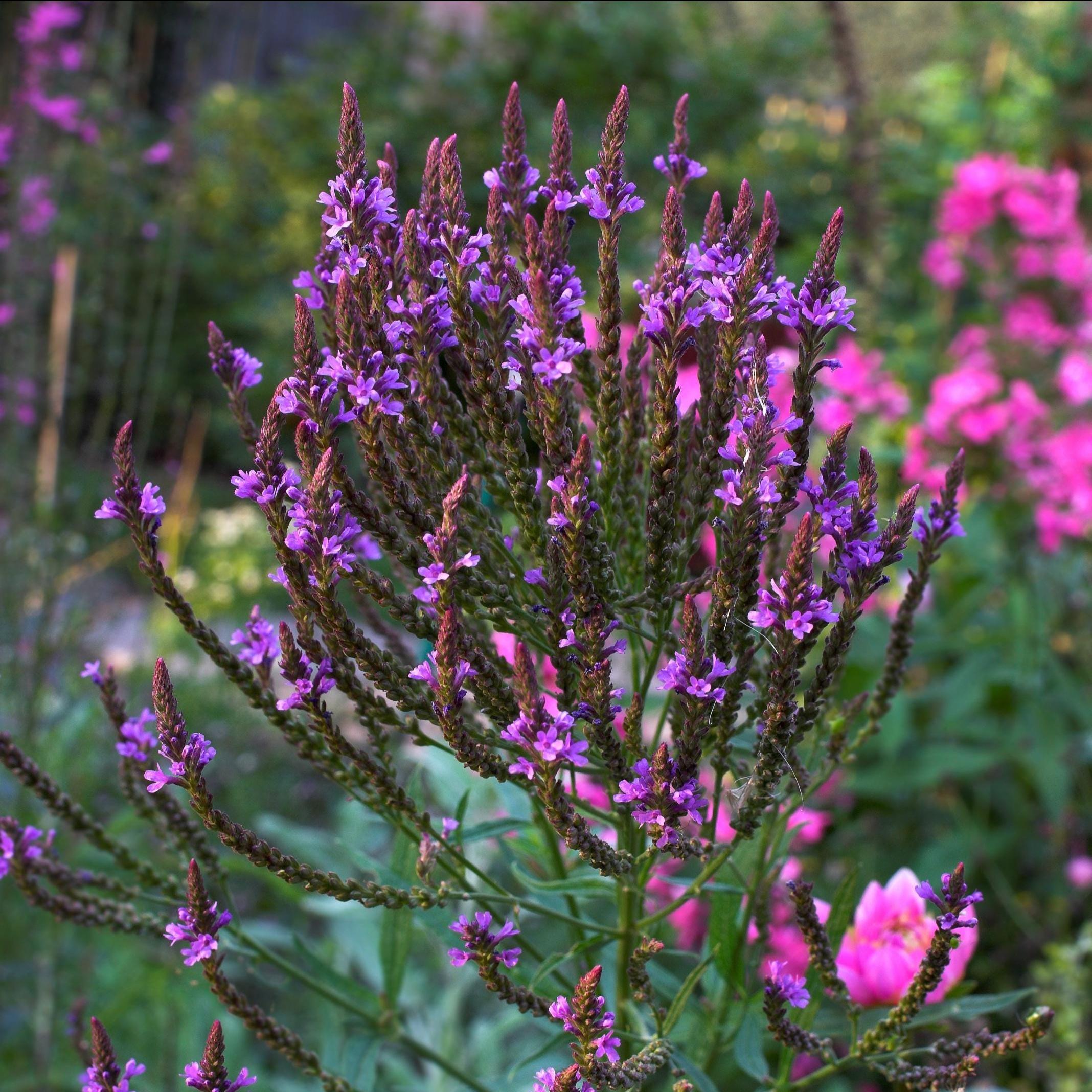 Organic Blue Vervain Herb - Verbena hastata