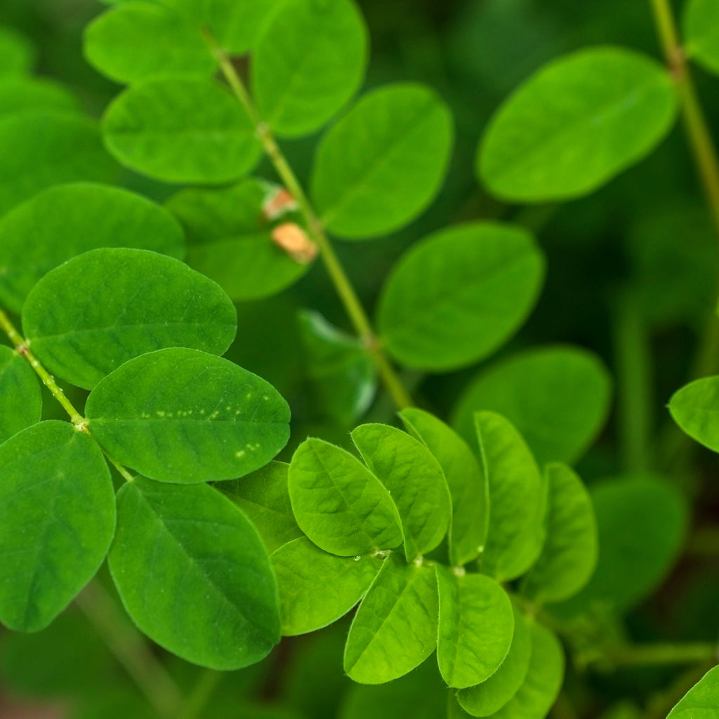 Organic Astragalus Root