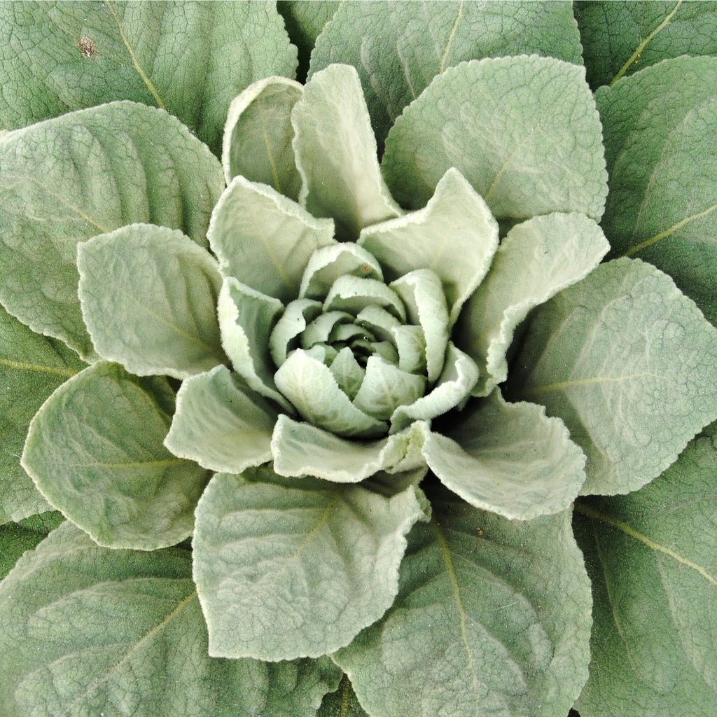 Organic Mullein Leaf - Verbascum thapsus