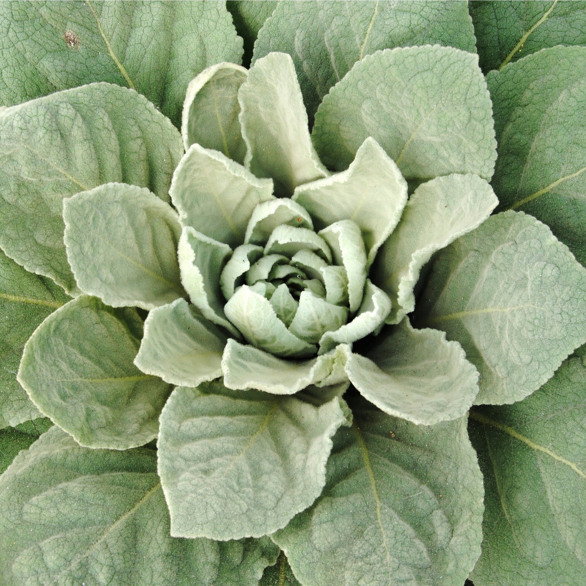 Organic Mullein Leaf - Verbascum thapsus