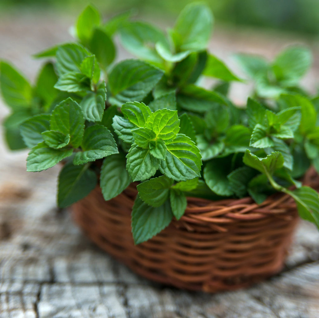 Organic Peppermint Leaf