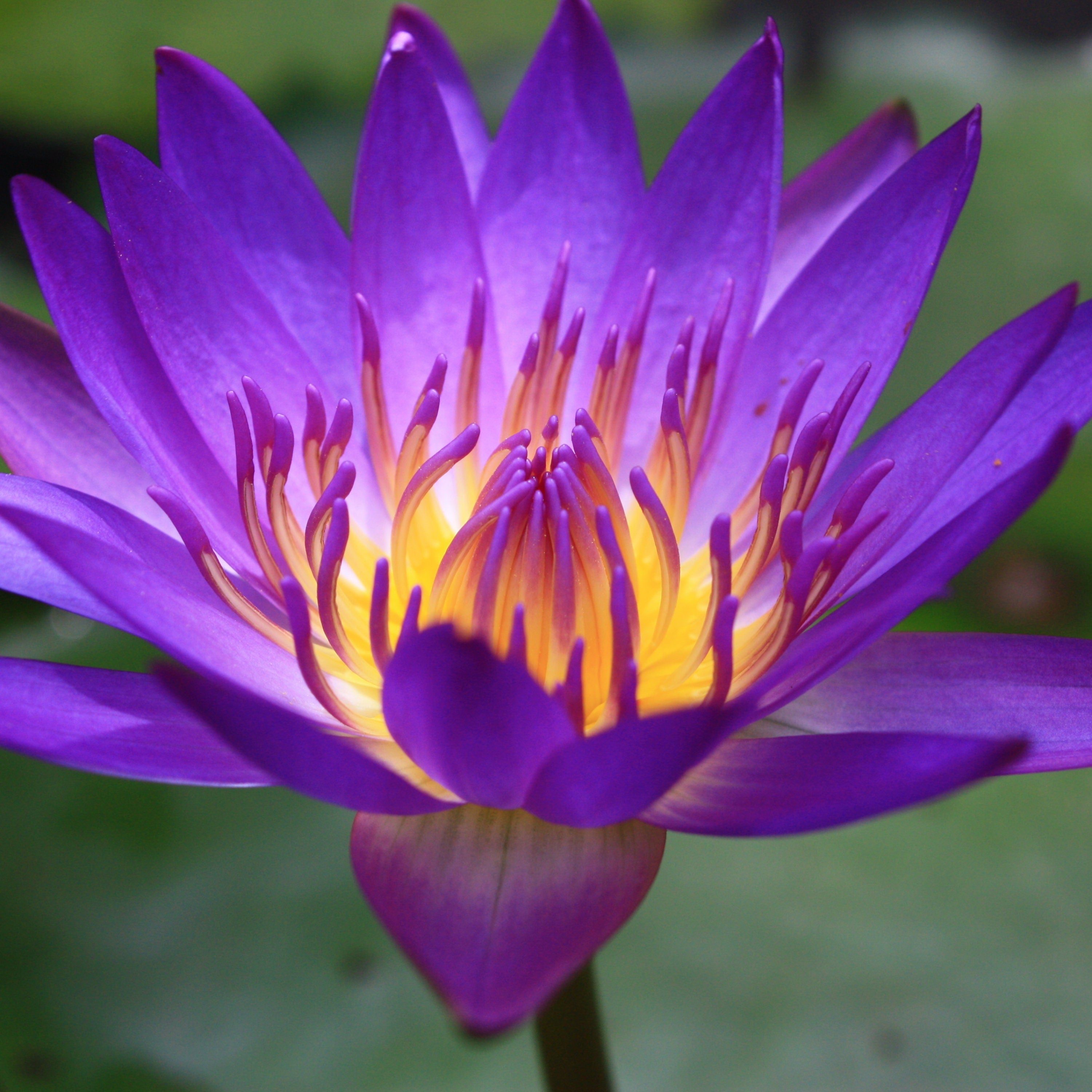 Blue Lotus Flower Wildcrafted - Whole