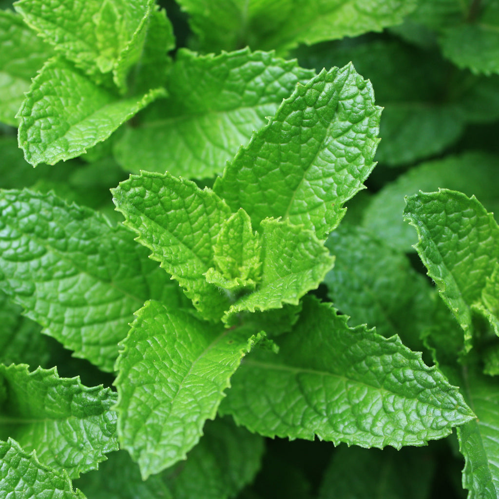 Organic Spearmint Leaf