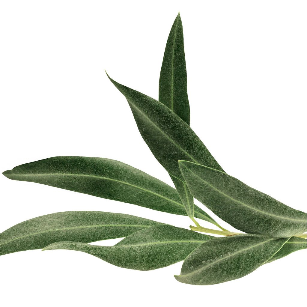 Olive Leaf - Wildcrafted