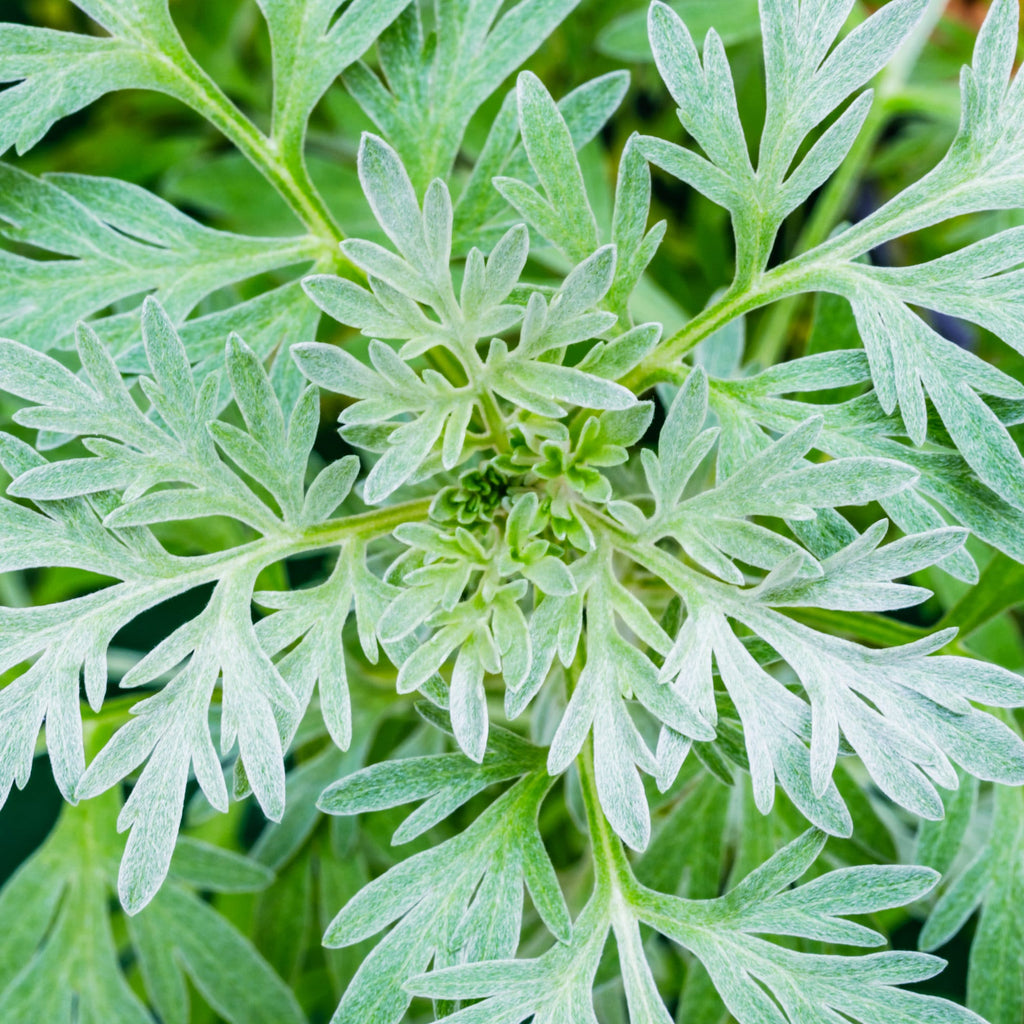 Organic Wormwood / Artemisia absinthium