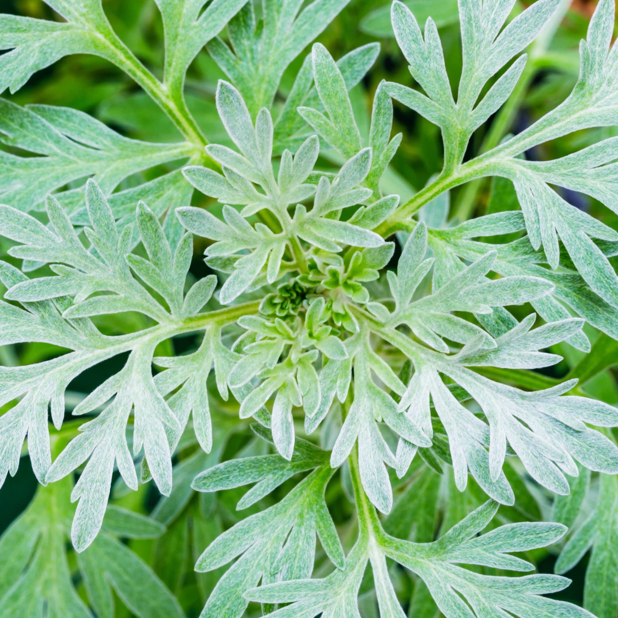 Organic Wormwood / Artemisia absinthium