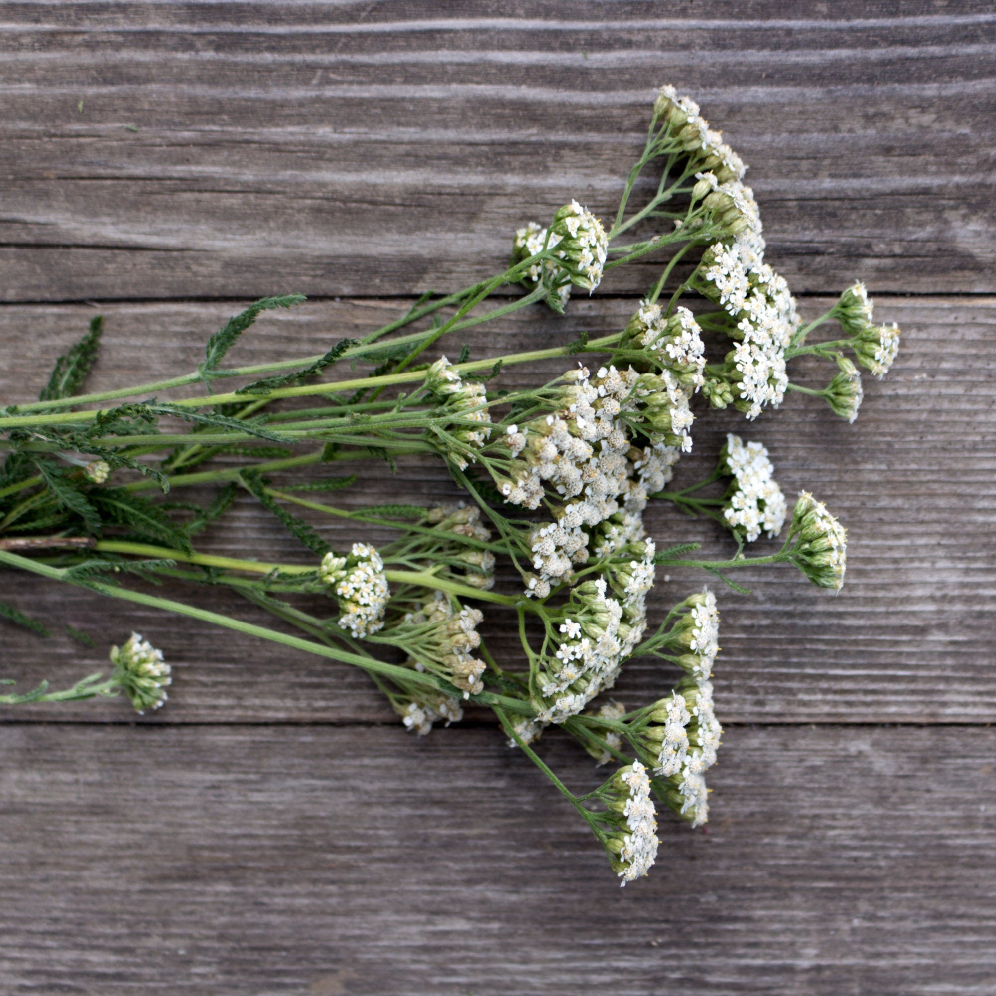 Yarrow Herb and Flowers Wildcrafted