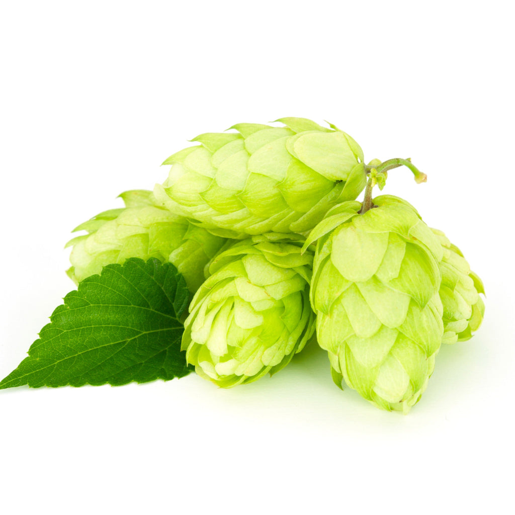 Hops Flowers Wildcrafted