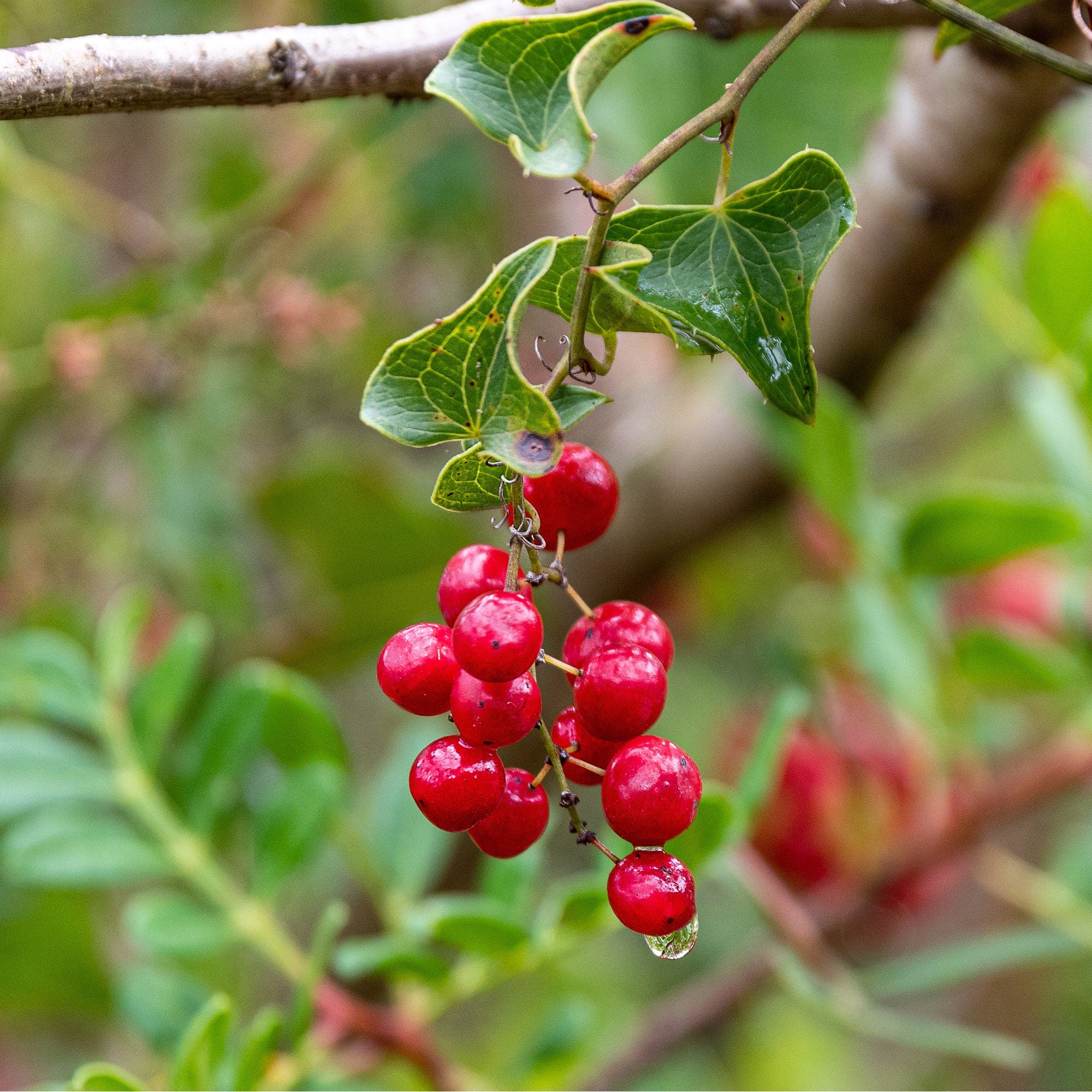 Sarsaparilla Root Mexican Wildcrafted - Smilax officinalis