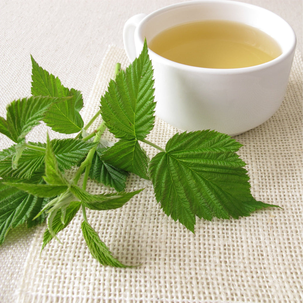 Organic Red Raspberry Leaf / Rubus idaeus