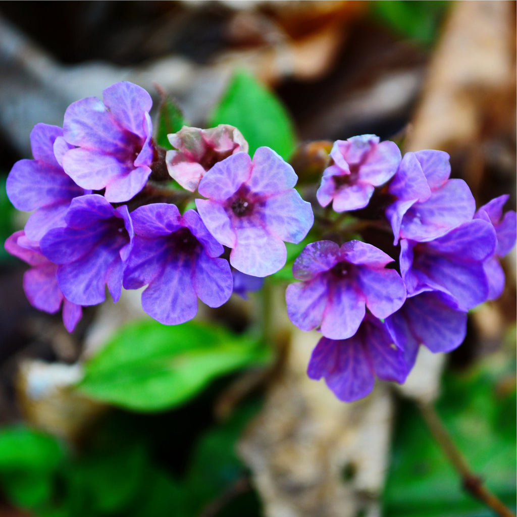 Wildcrafted Lungwort Herb: Pulmonaria Officinalis