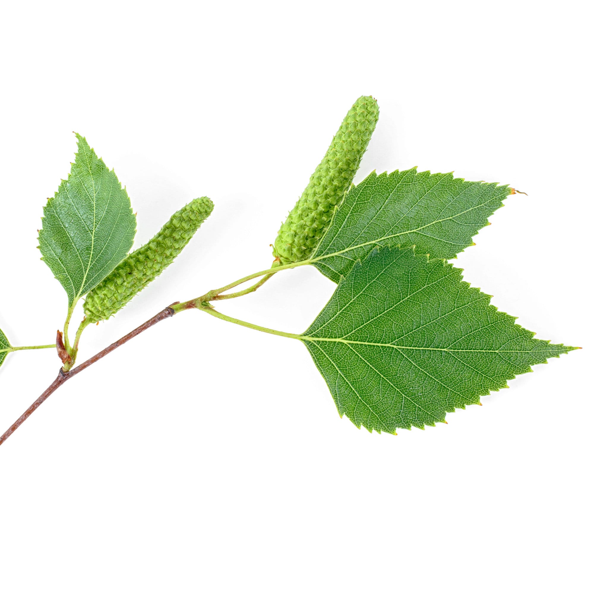 Organic Birch Leaves
