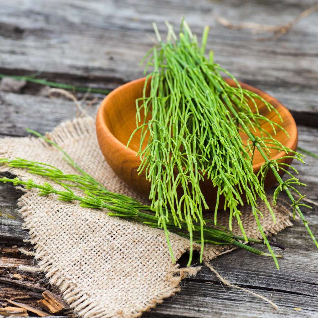 Organic Horsetail Herb - Shavegrass