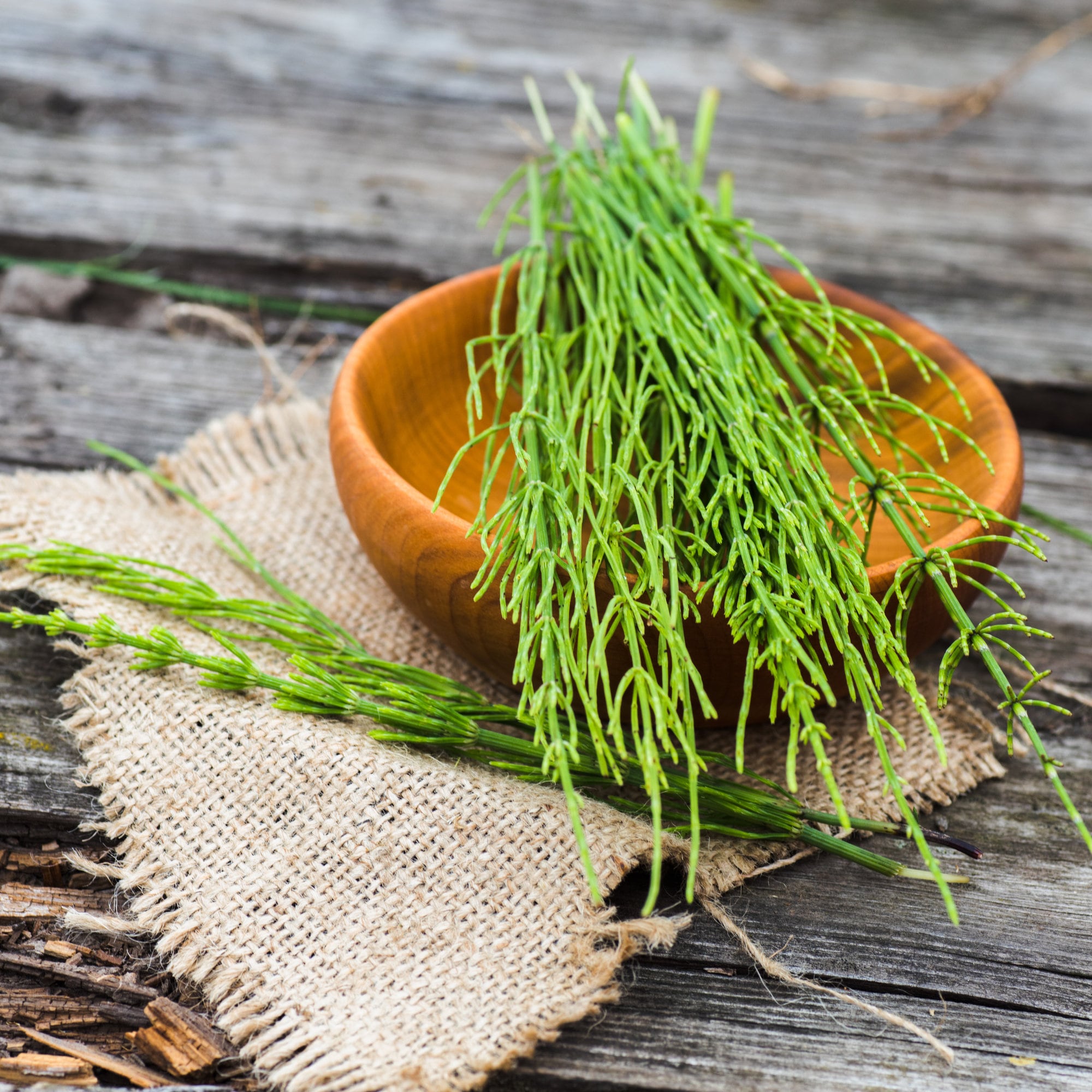 Organic Horsetail Herb - Shavegrass