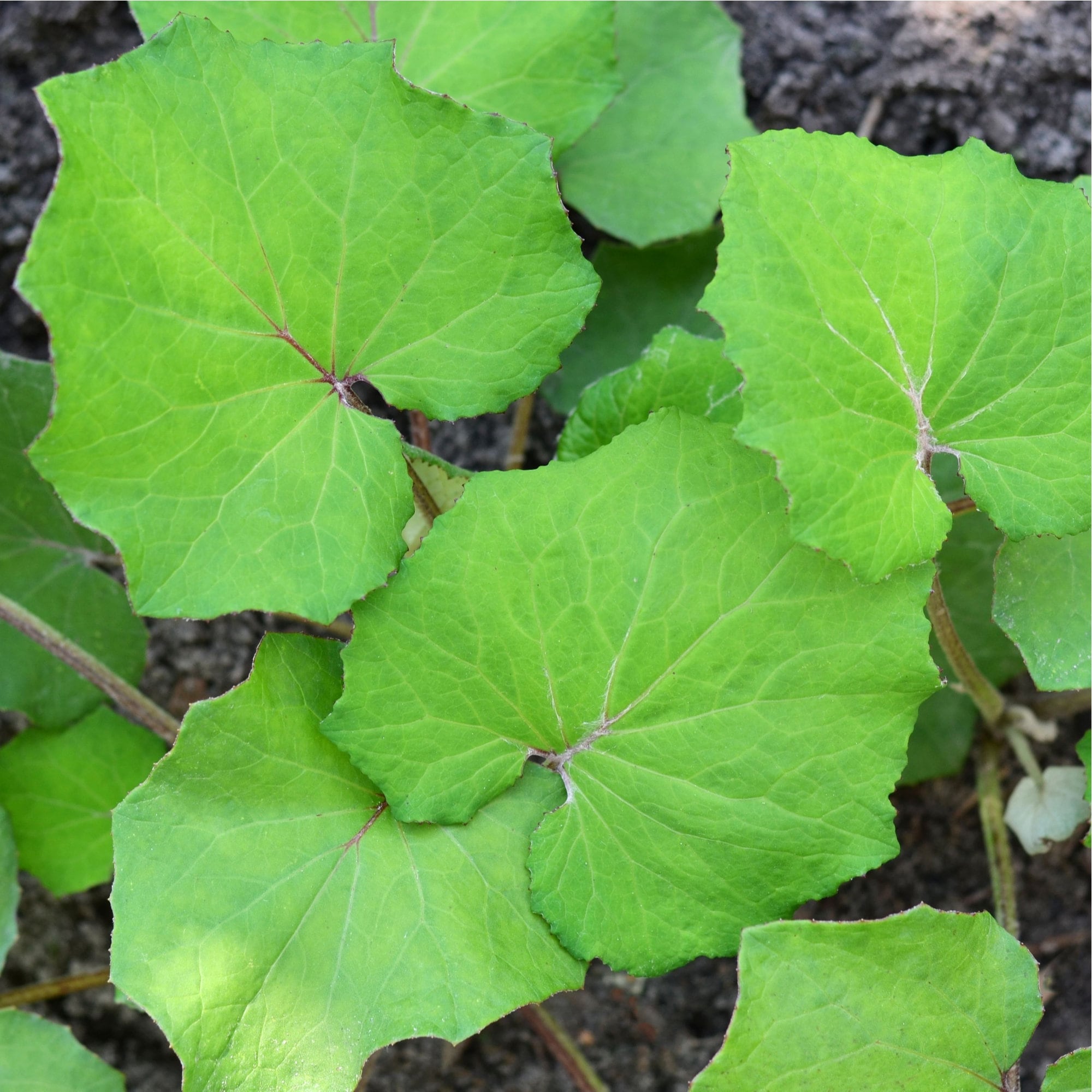 Coltsfoot Herb Wildcrafted
