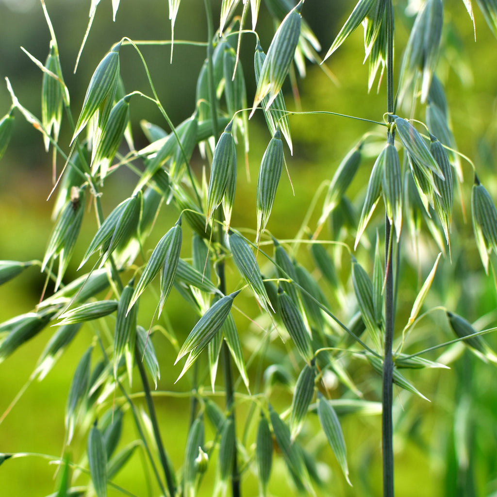 Organic Oat Straw