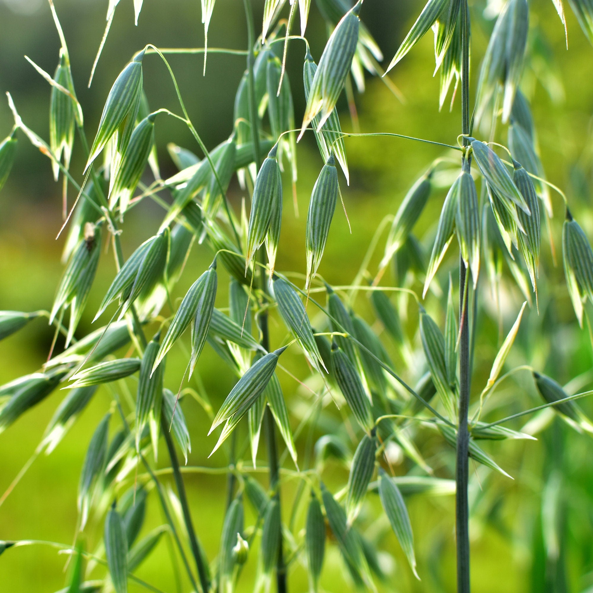 Organic Oat Straw