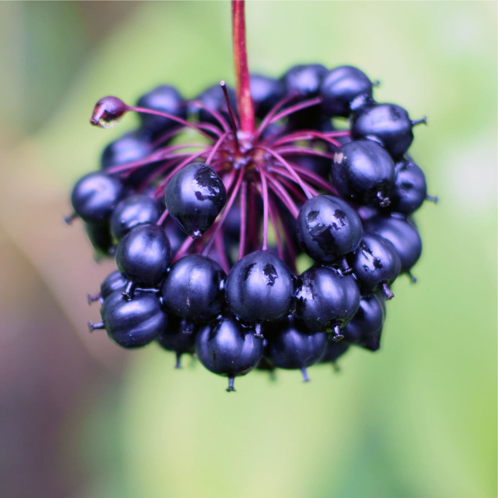 Organic Siberian Ginseng Eleuthero