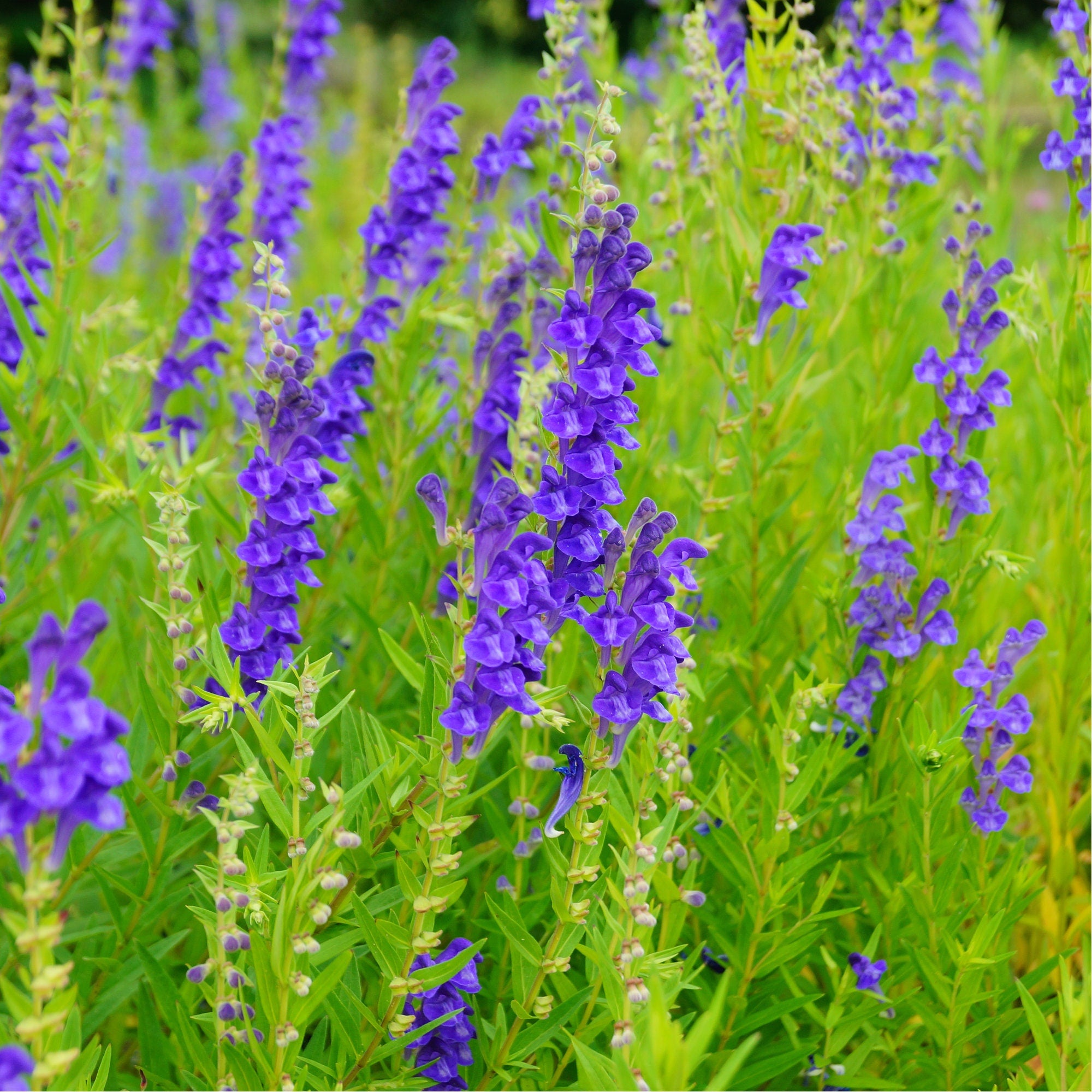 Organic Skullcap Herb / Scutellaria lateriflora