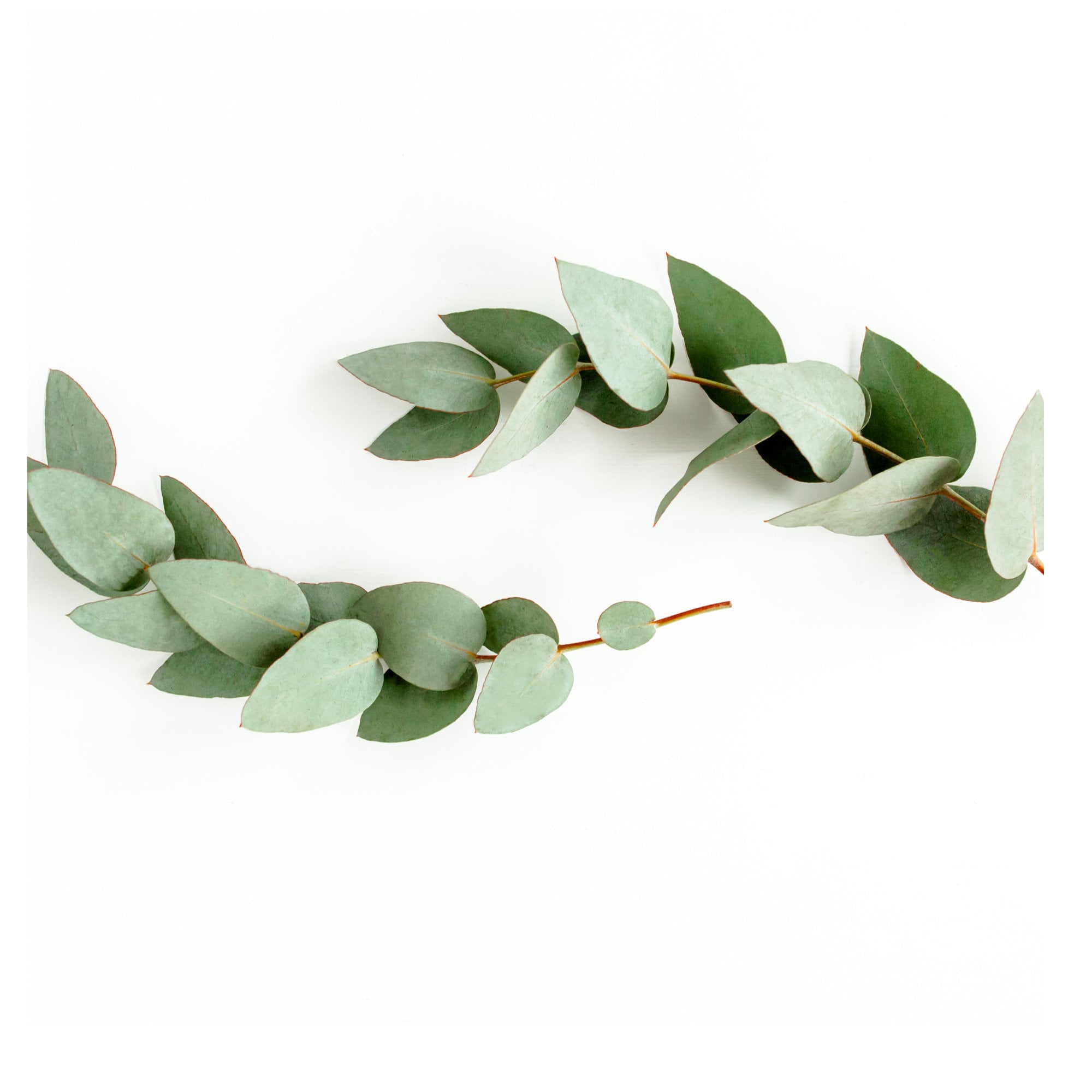 Organic Eucalyptus Leaf