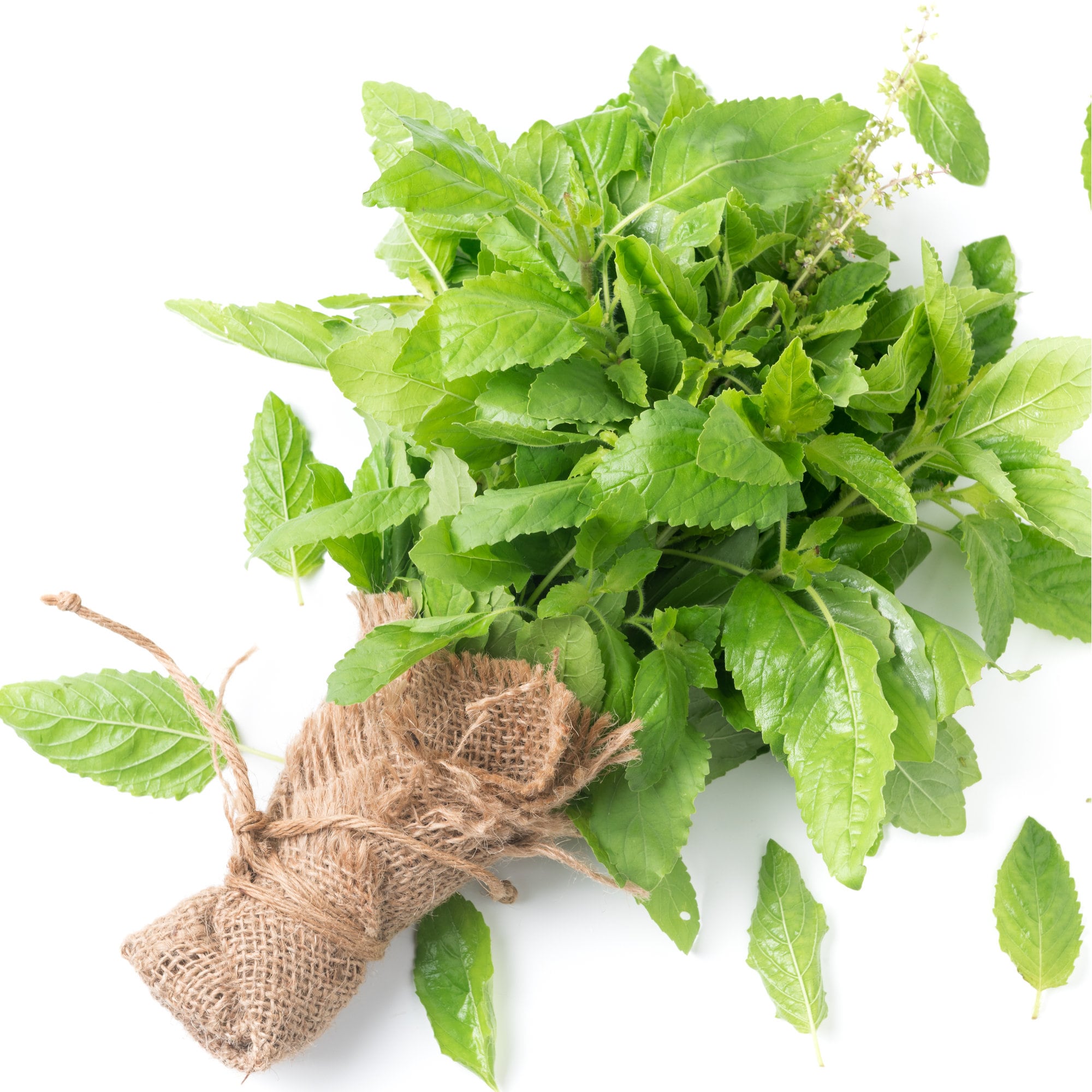 Holy Basil Tulsi Wildcrafted
