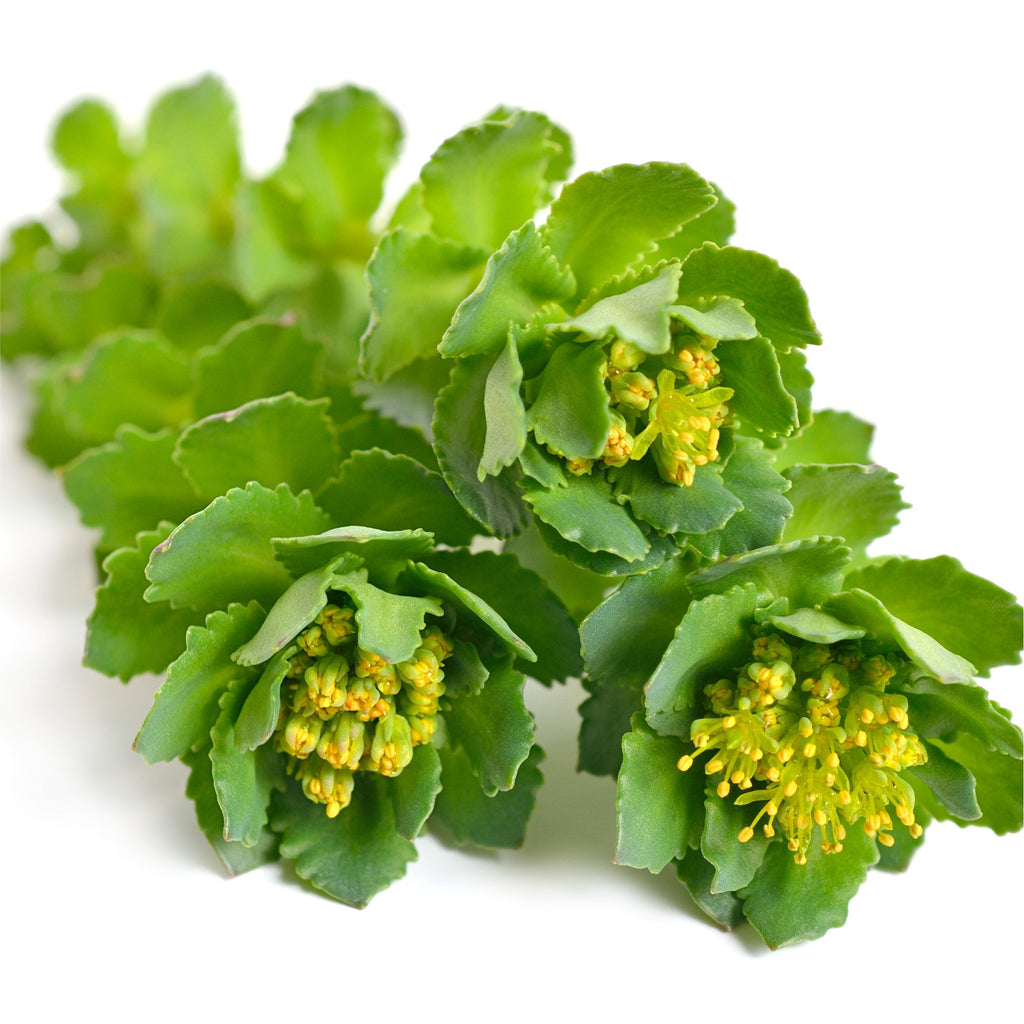 Rhodiola Root Sliced - Wildcrafted