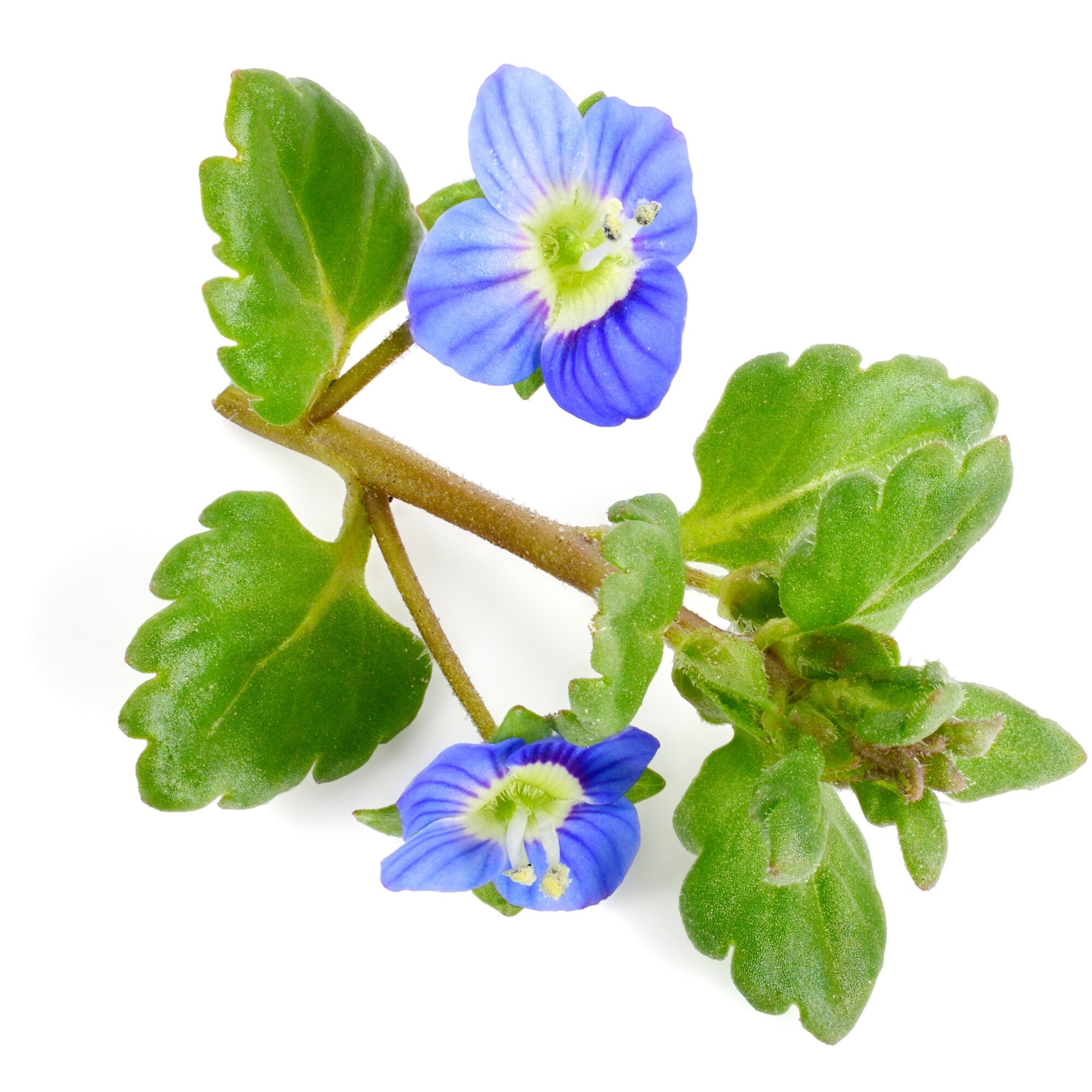 Speedwell Herb Wildcrafted