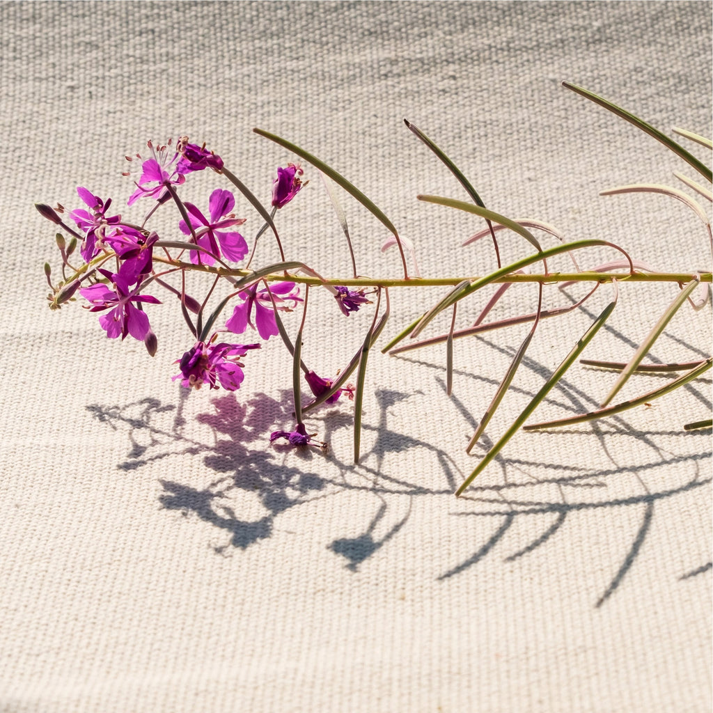 Small Flower Willow Herb - Wildcrafted