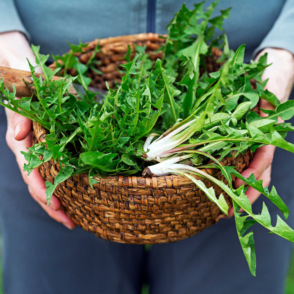 Organic Dandelion Leaf