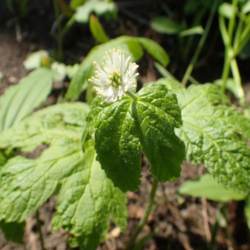 Goldenseal Leaf & Stems Wildcrafted