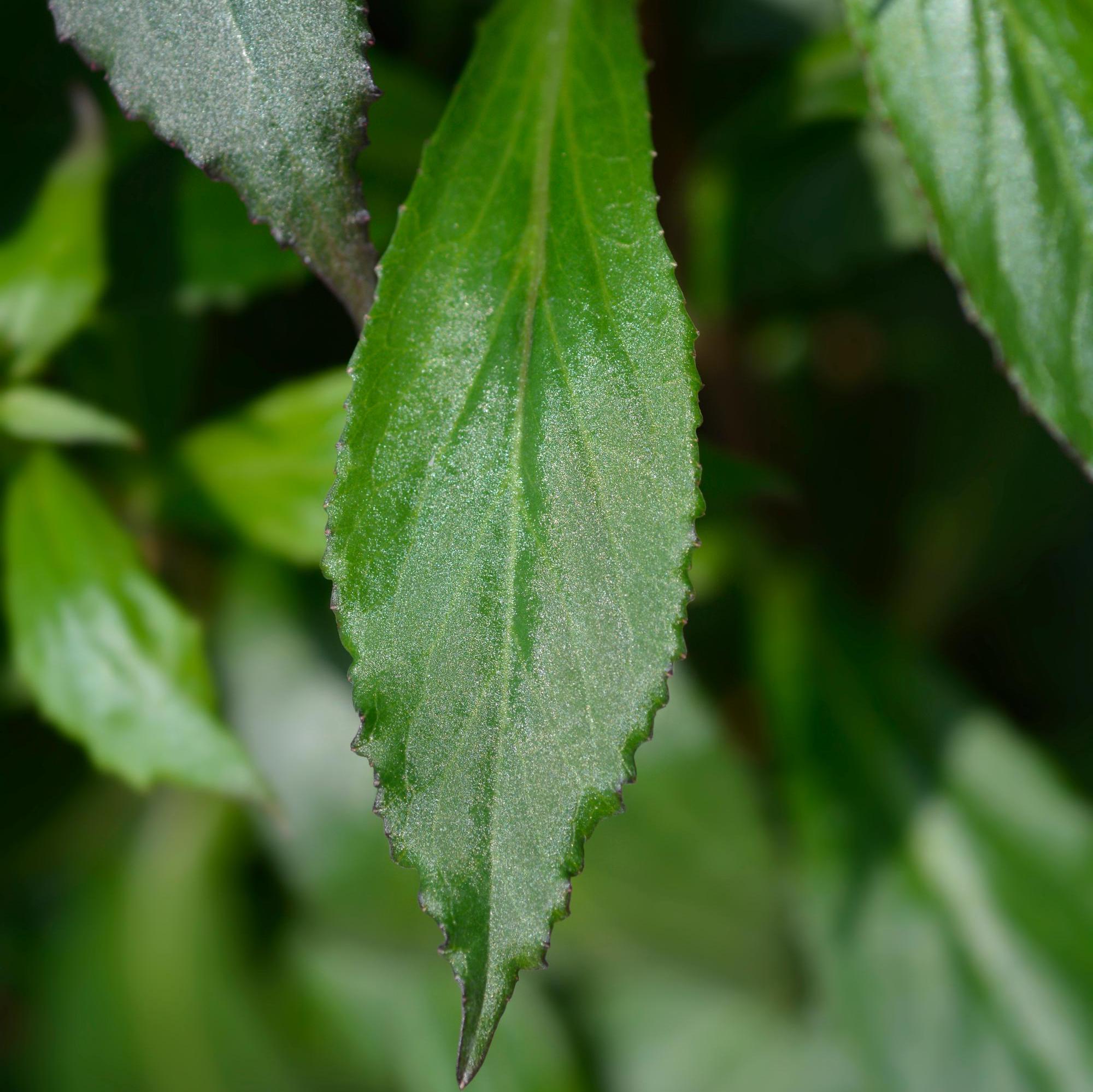 Organic Lobelia Herb