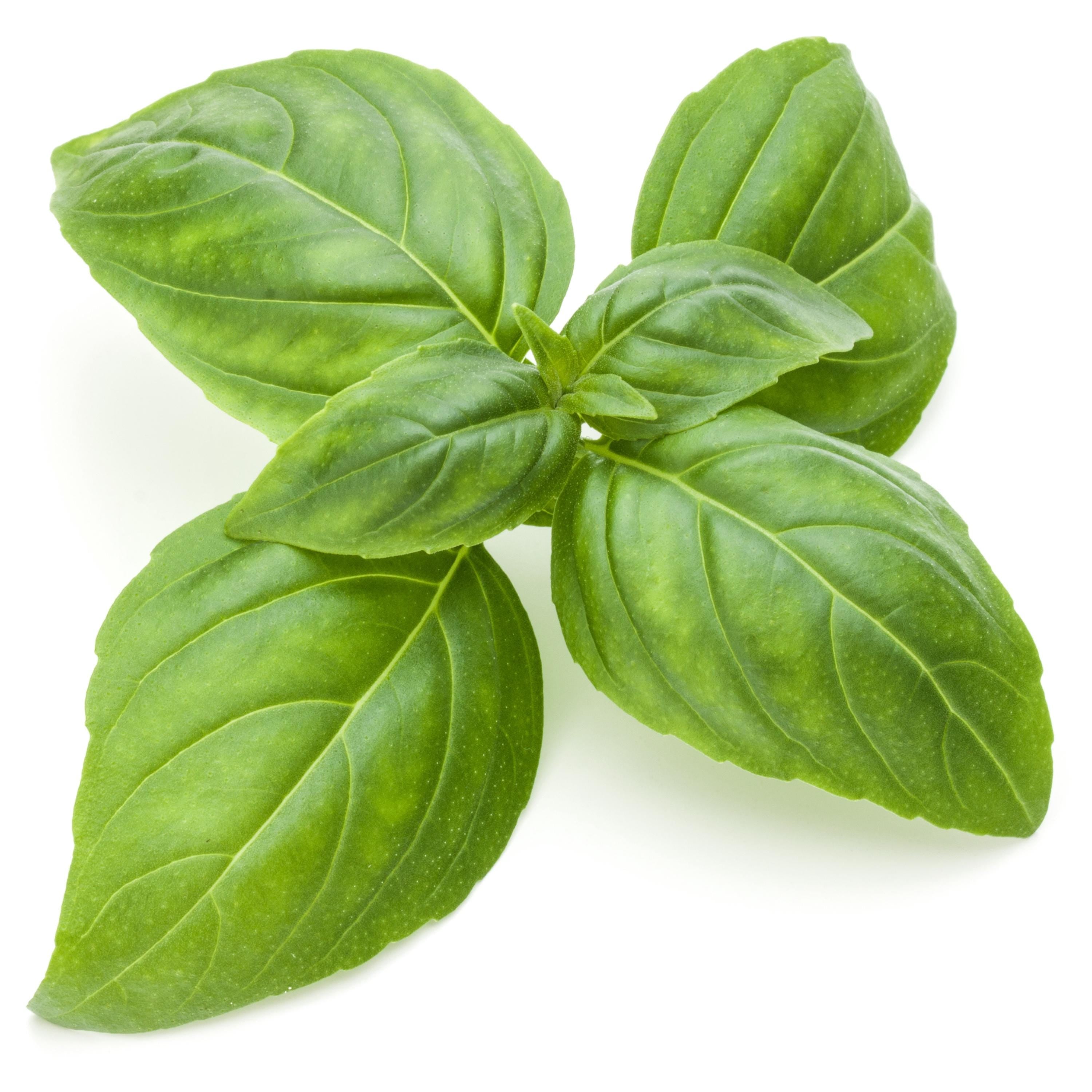 Organic Basil Leaf