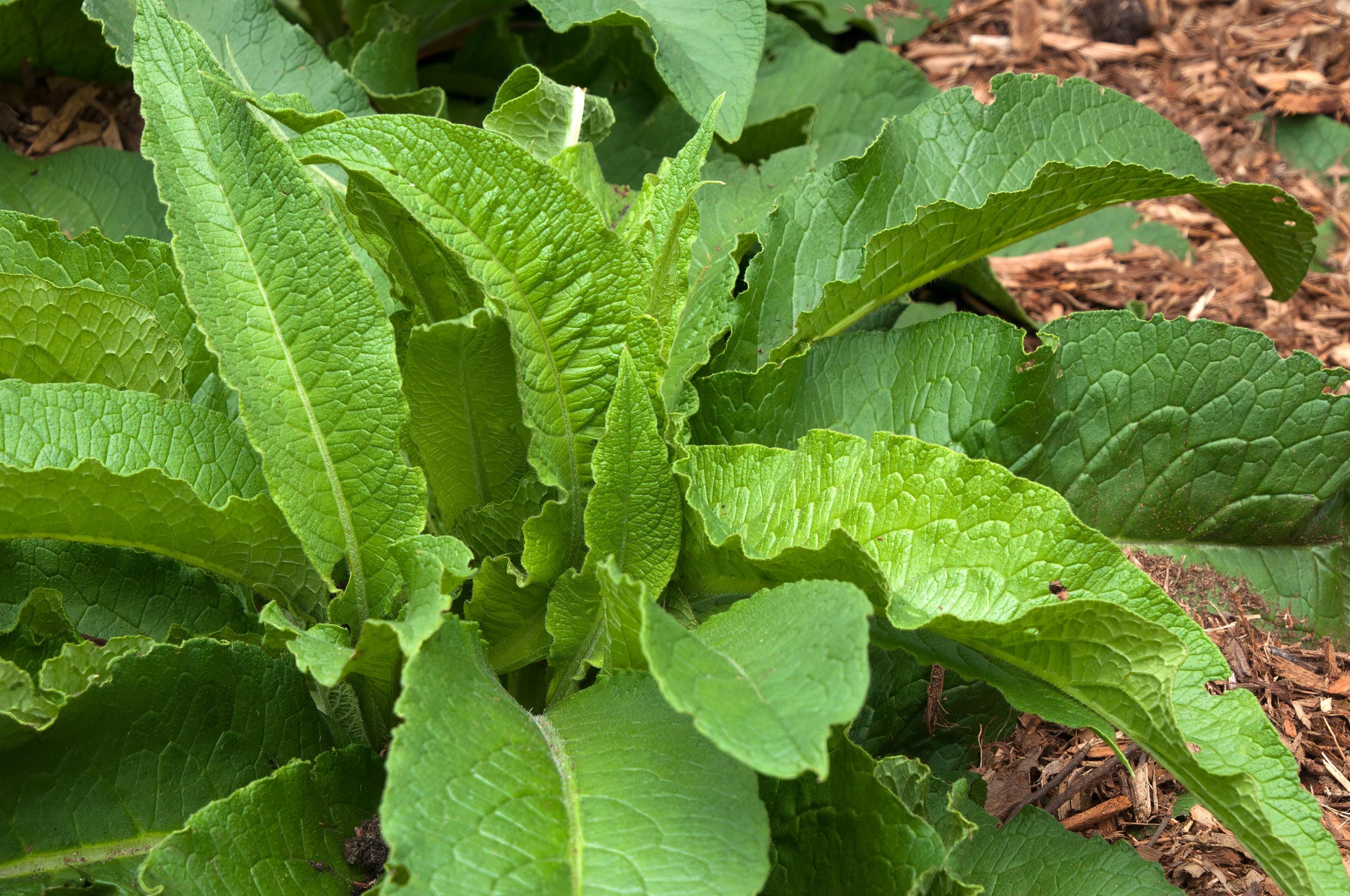 Comfrey Leaf Wildcrafted