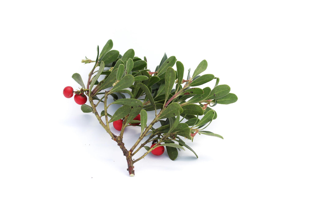 Organic Uva Ursi Leaf Tea: Herbal Brew