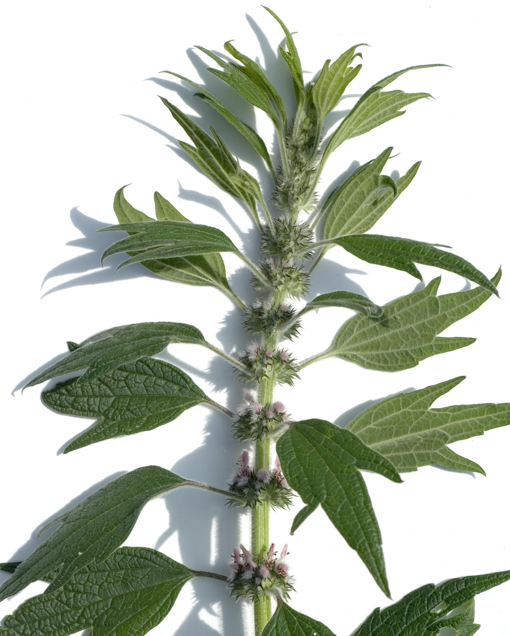 Motherwort Herb Wildcrafted