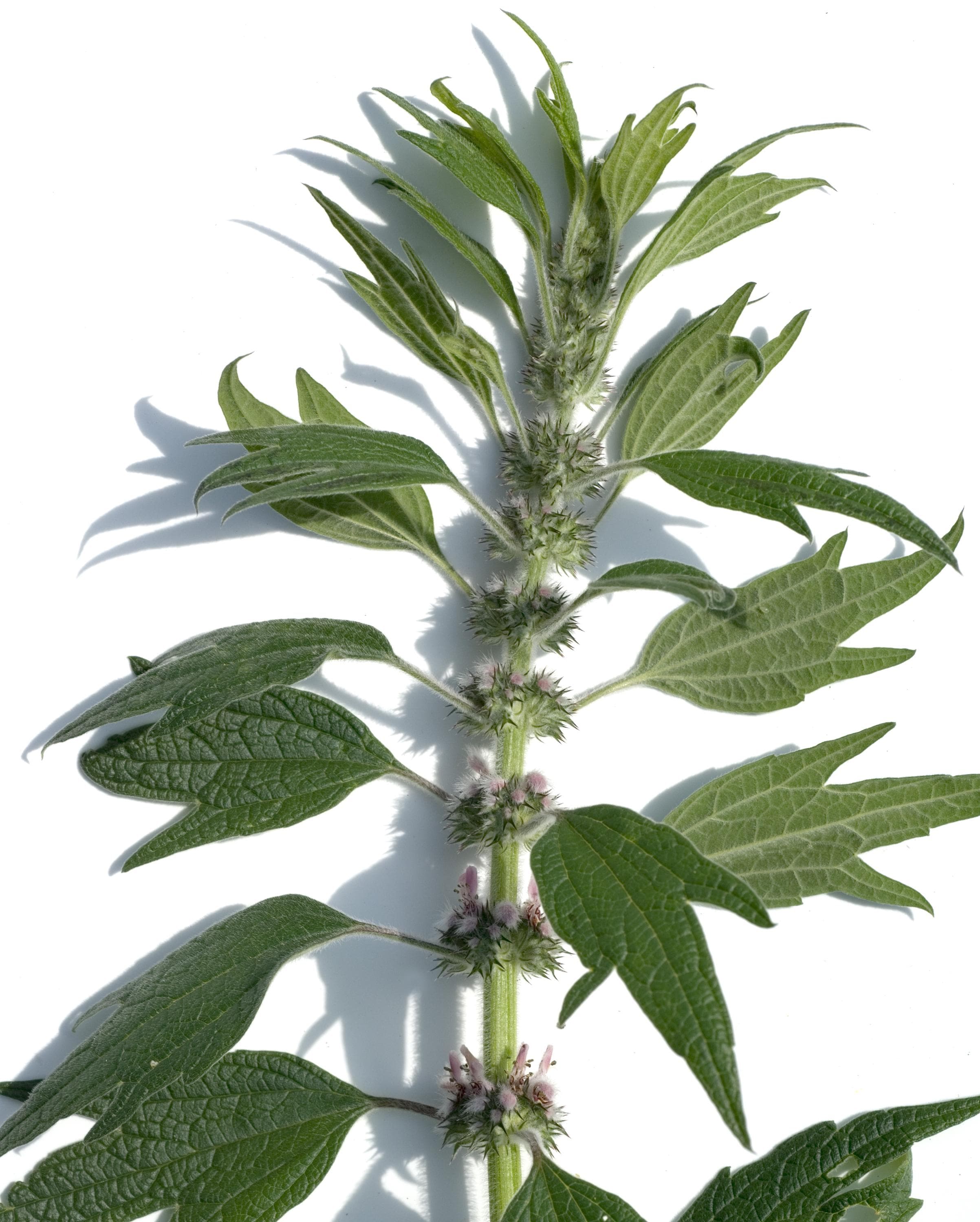 Motherwort Herb Wildcrafted