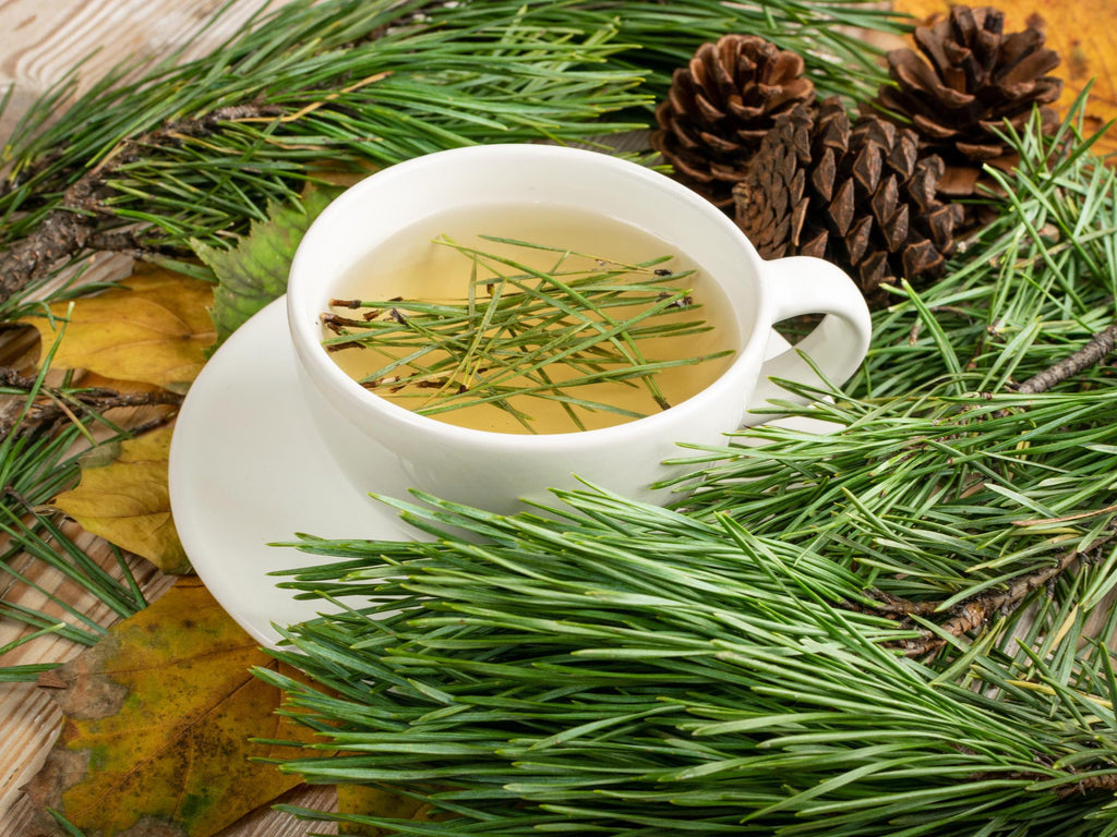 White Pine Needles Wildcrafted - Canadian