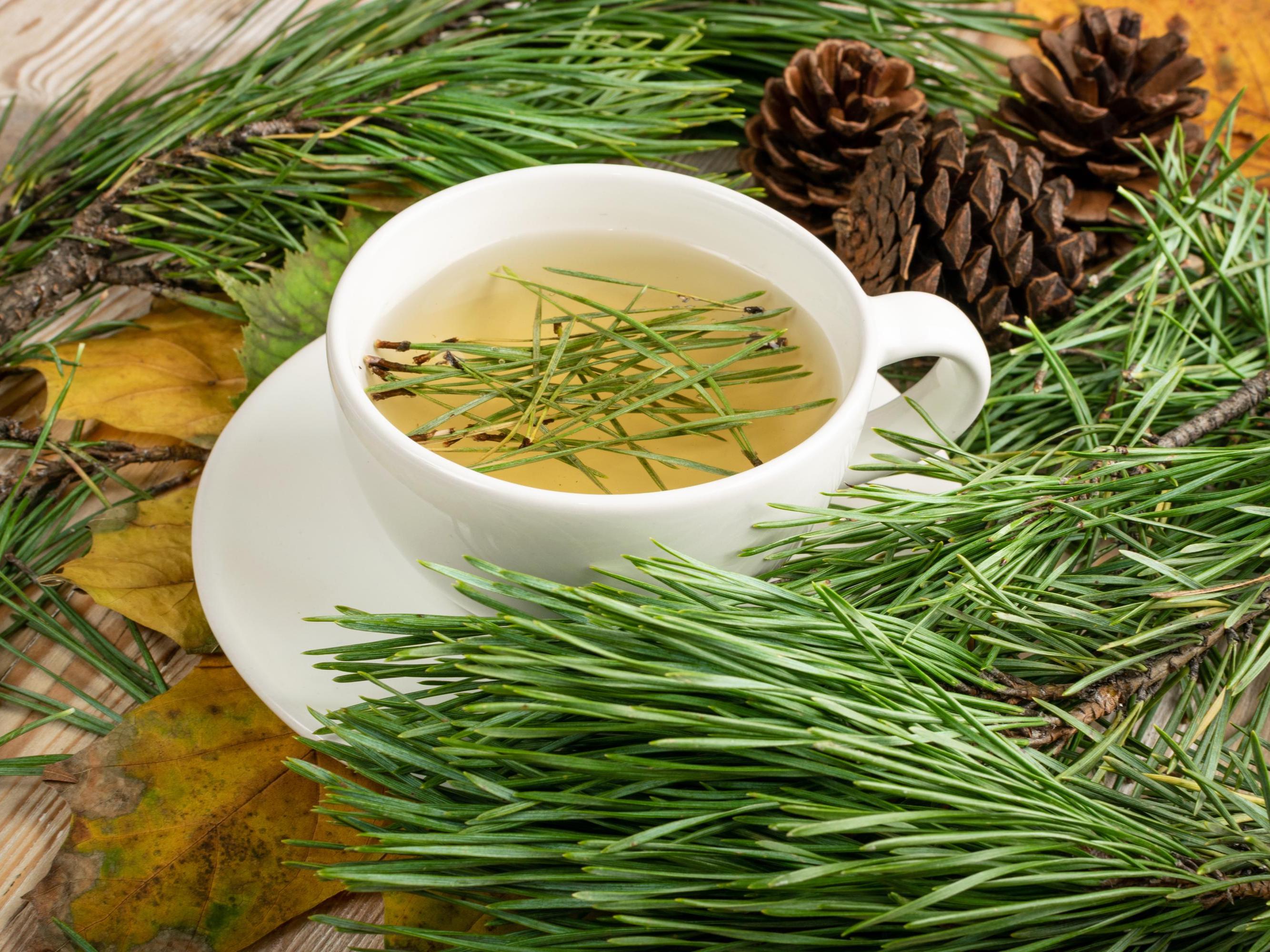 White Pine Needles Wildcrafted - Canadian