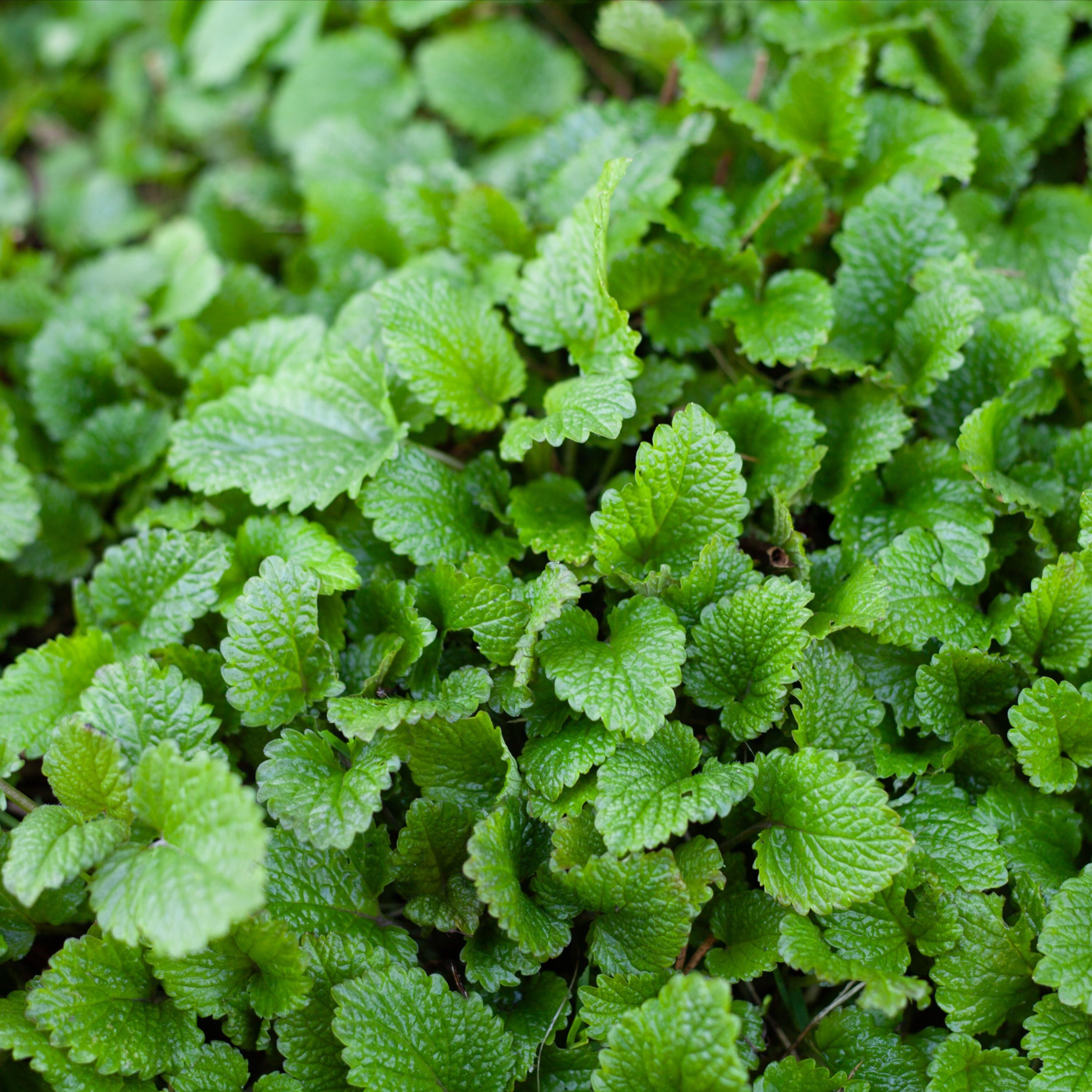 Organic Lemon Balm Leaf - Melissa officinalis