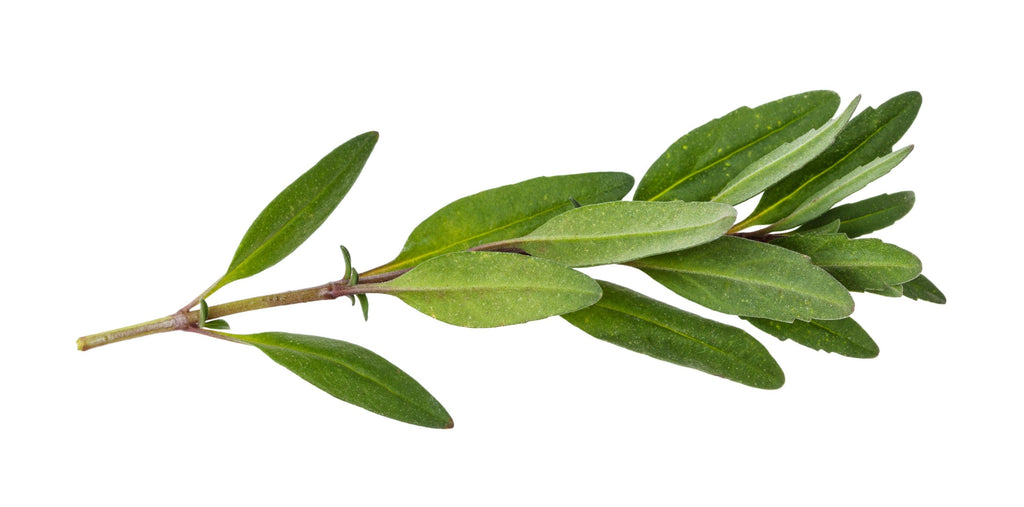 Organic Hyssop Herb