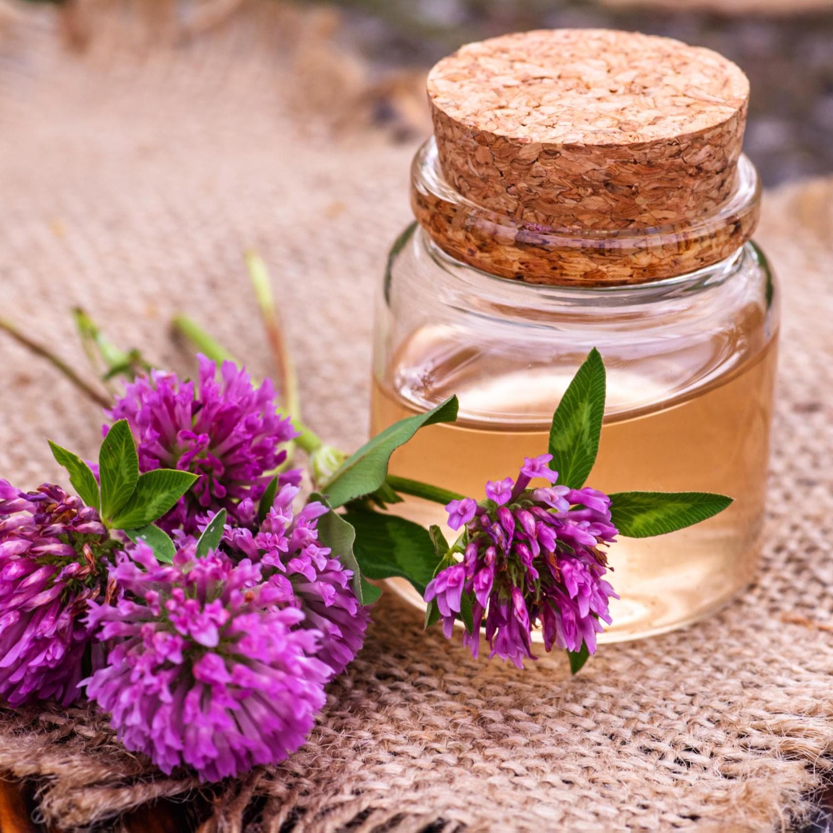 Organic Red Clover Leaf & Blossom - Trifolium pratense