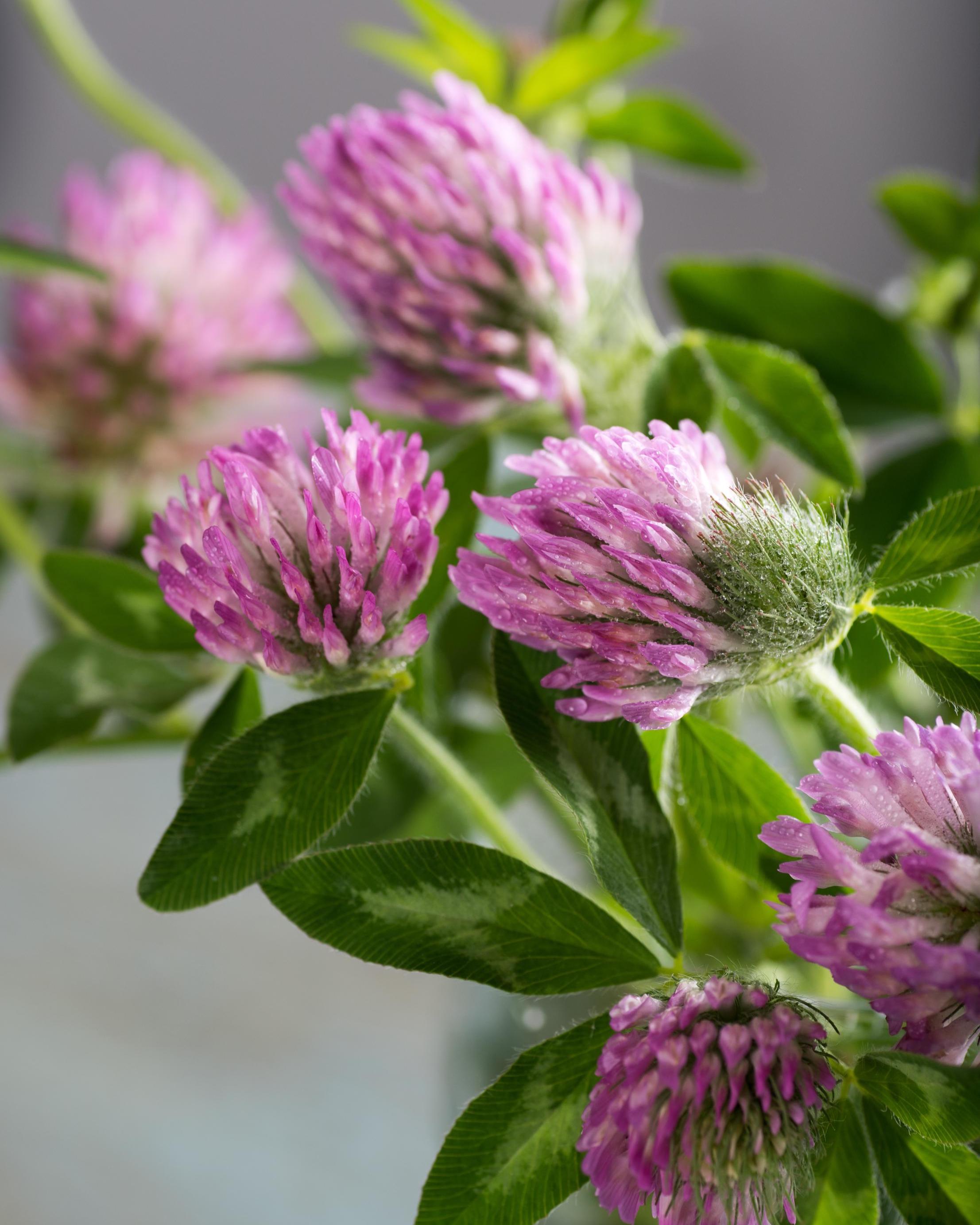Organic Red Clover Leaf & Blossom - Trifolium pratense