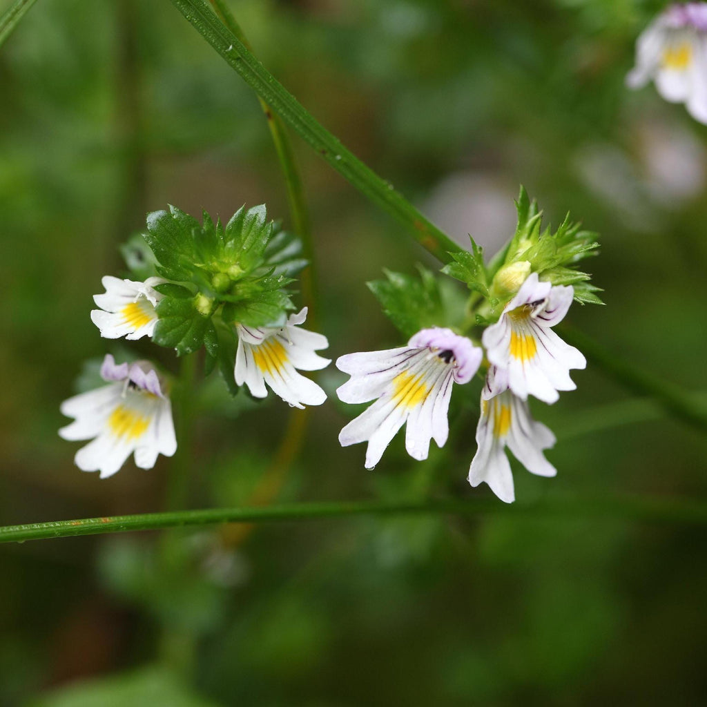 Eyebright Herb Wildcrafted - Euphrasia officinalis