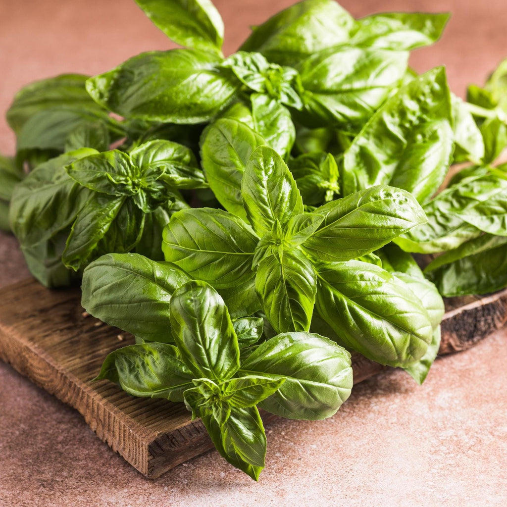 Organic Basil Leaf