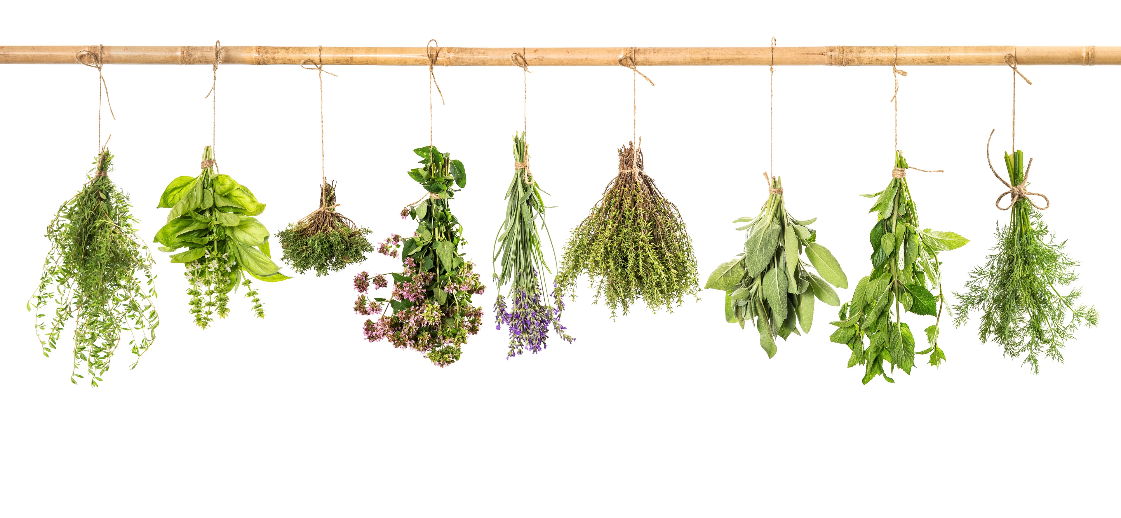 An assortment of fresh and dried green herbs and botanical bundles hanging from a bamboo rod against a solid white background.